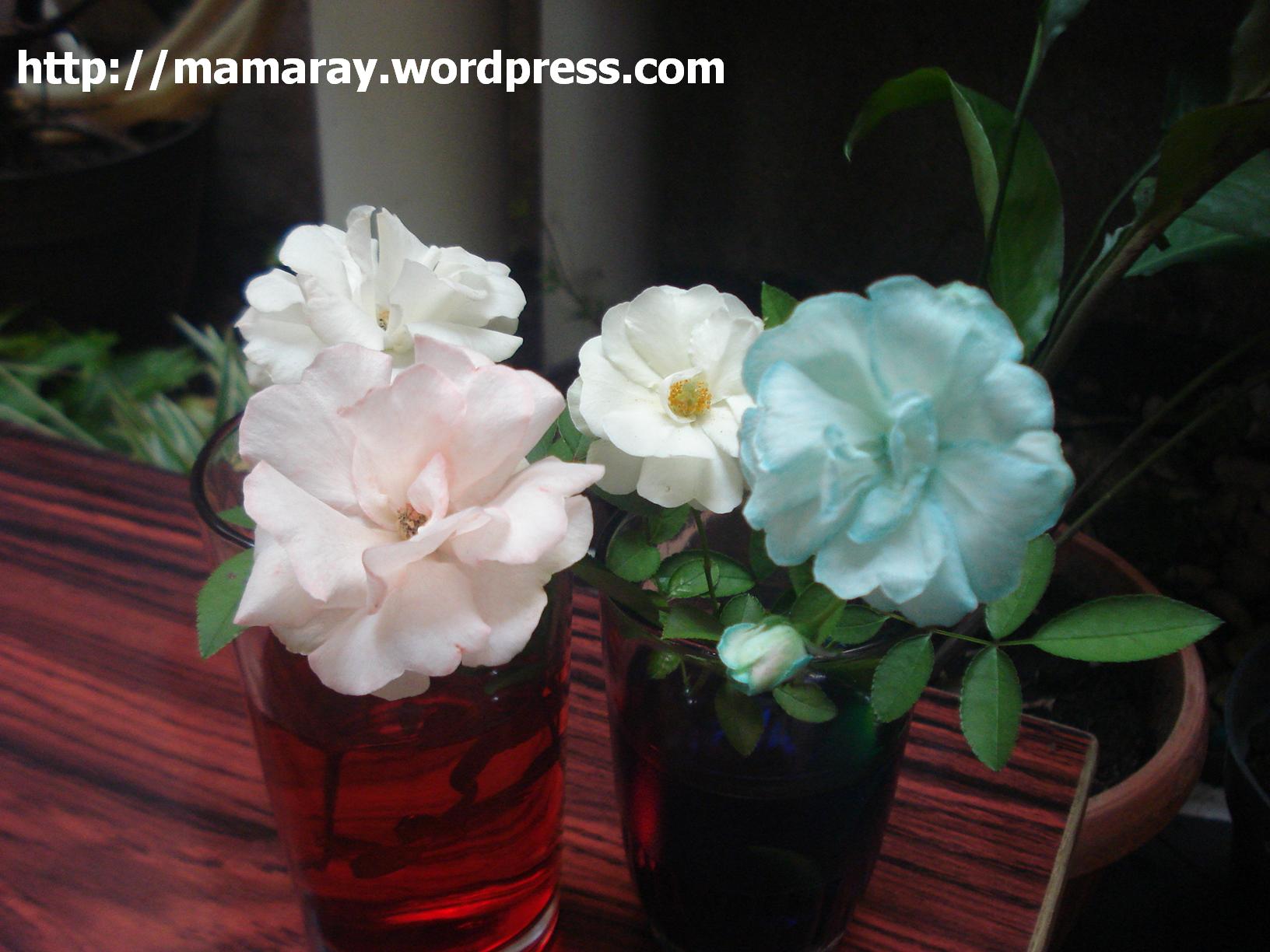 Percobaan Membuat Bunga  Berwarna  warni MamaRay s Blog